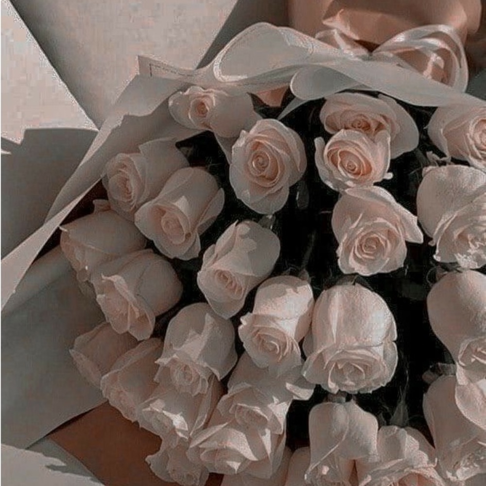 Rose photo